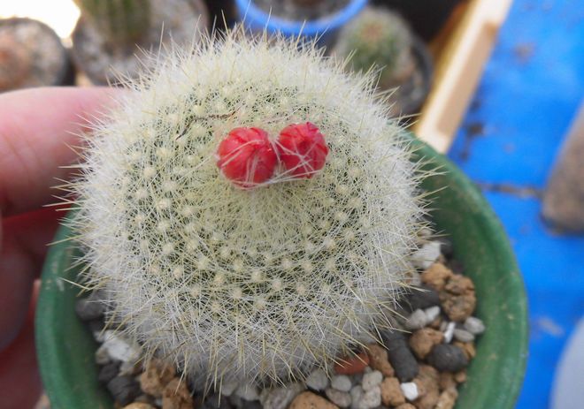 やっと花芽をつけた雪晃はなぜなかなか育たなかったんだろう ちっこいサボテンを育てるのが好きなもので