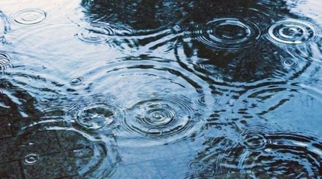 雨降りサボテン