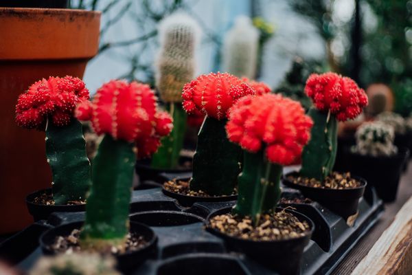 そのサボテンの花は造花かも 本物の花かどうかの見分け方 ちっこいサボテンを育てるのが好きなもので